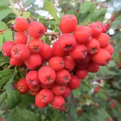 Рябина НЕВЕЖИНСКАЯ сладкоплодная в Видном