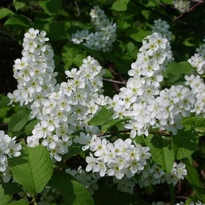 Черемуха ПАМЯТИ САЛАМАТОВА в Видном