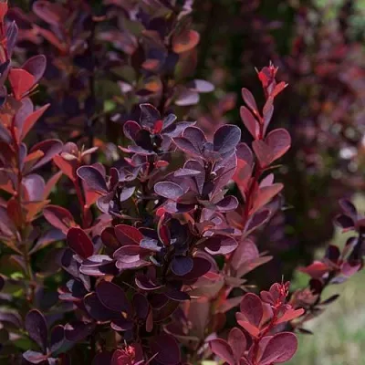 Барбарис ХЕЛМОНД ПИЛЛАР тунберга  Барбарис ХЕЛМОНД ПИЛЛАР тунберга в Видном