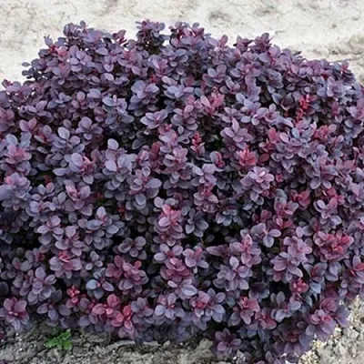 Барбарис КОНКОРД тунберга  Барбарис КОНКОРД тунберга в Видном