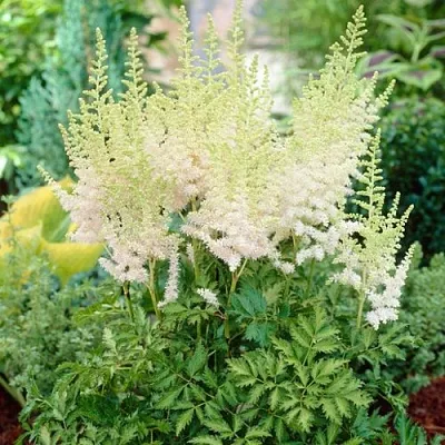 Астильба МИЛК ЭНД ХАНИ китайская  Астильба МИЛК ЭНД ХАНИ китайская в Видном