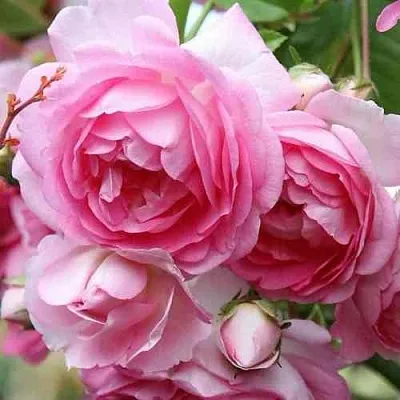 Саженцы роз ЖАСМИНА плетистая  Саженцы роз ЖАСМИНА плетистая в Видном