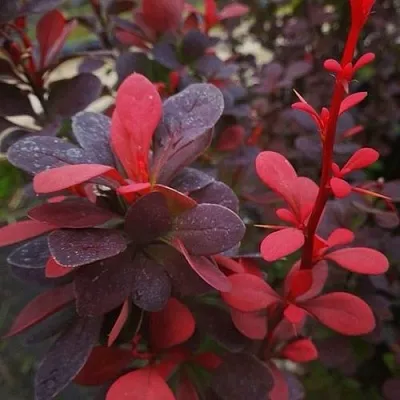 Барбарис РЕД ПИЛЛАР тунберга  Барбарис РЕД ПИЛЛАР тунберга в Видном