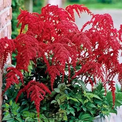 Астильба РЕД ЧАРМ Арендса  Астильба РЕД ЧАРМ Арендса в Видном