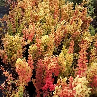 Барбарис САММЕР САНСЕТ тунберга  Барбарис САММЕР САНСЕТ тунберга в Видном