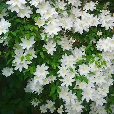 Клематис ТОКИ  Клематис ТОКИ в Видном