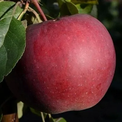 Яблоня БЕЛОРУССКОЕ СЛАДКОЕ в Видном