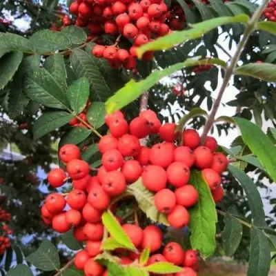 Рябина НЕВЕЖИНСКАЯ сладкоплодная в Видном