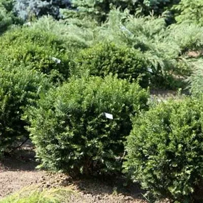 Тис НАНА остроконечный   Тис НАНА остроконечный  в Видном