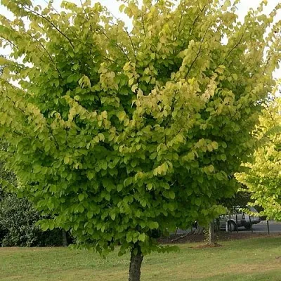 Вяз обыкновенный в Видном