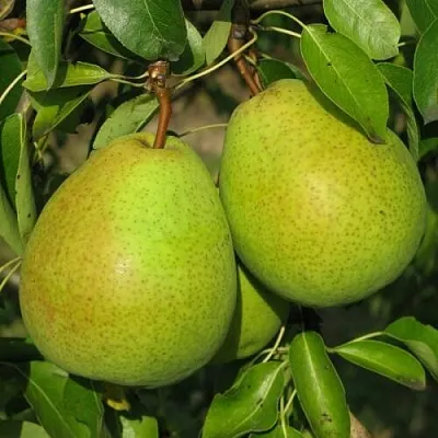 Груша НАЙТ-ВЕРТ колонновидная  Груша НАЙТ-ВЕРТ колонновидная в Видном