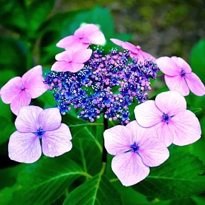 Гортензия БЛЮБЕРД пильчатая в Видном