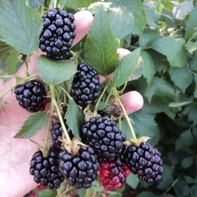 Ежевика ОУАЧИТА бесшипная — описание сорта Ежевика ОУАЧИТА бесшипная в Видном