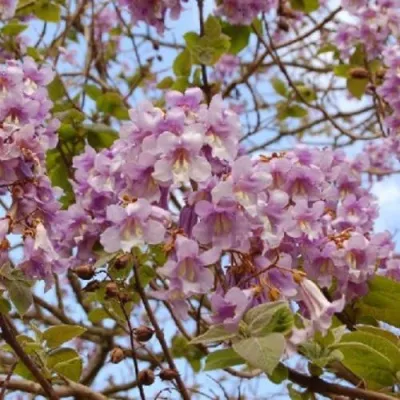 Павлония ПАО ТОГН Z07 в Видном