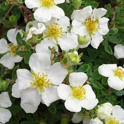 Лапчатка ТИЛФОРД КРИМ кустарниковая  Лапчатка ТИЛФОРД КРИМ кустарниковая в Видном