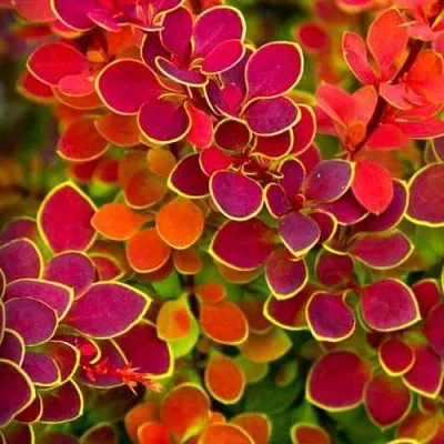 Барбарис ОРАНЖ САНРАЙЗ тунберга  Барбарис ОРАНЖ САНРАЙЗ тунберга в Видном