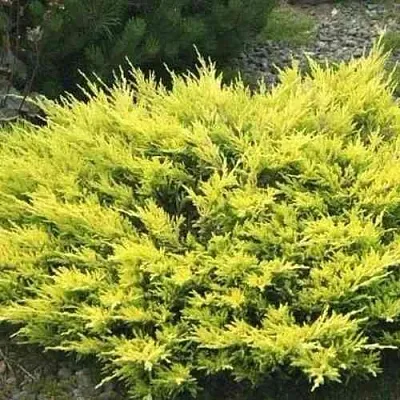 Можжевельник ЛАЙМ ГЛОУ горизонтальный в Видном