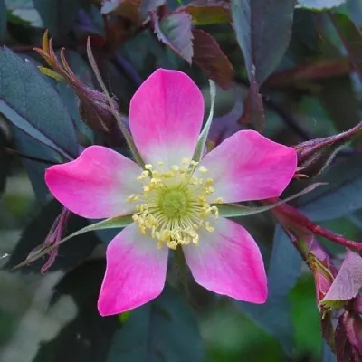 Саженцы роз сизая — описание сорта Саженцы роз сизая в Видном