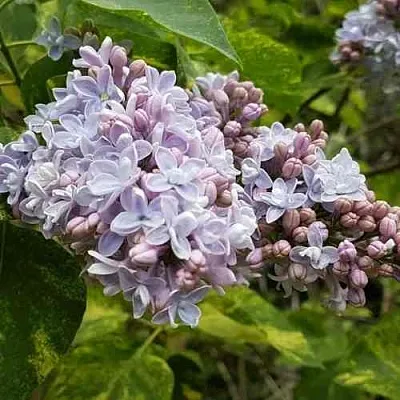 Сирень АУКУБАФОЛИЯ  Сирень АУКУБАФОЛИЯ в Видном