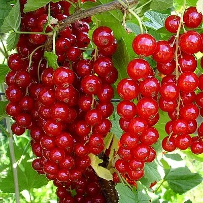 Смородина красная ЙОНКЕР ВАН ТЕТС  Смородина красная ЙОНКЕР ВАН ТЕТС в Видном