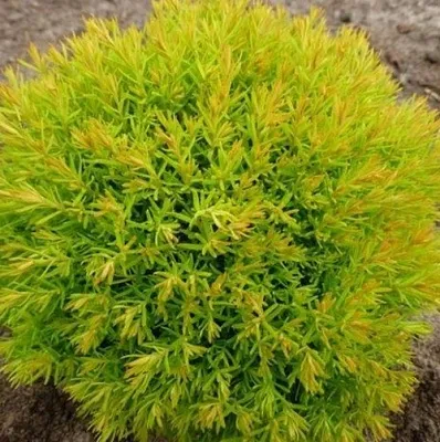 Туя АННИЕК западная в Видном