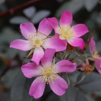 Саженцы роз сизая — описание сорта Саженцы роз сизая в Видном