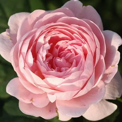 Саженцы роз КУИН ОФ СУИДЕН английская  Саженцы роз КУИН ОФ СУИДЕН английская в Видном