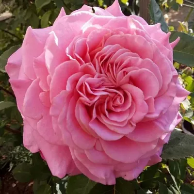 Саженцы роз ЭШЛИ чайно-гибридная — описание сорта Саженцы роз ЭШЛИ чайно-гибридная в Видном