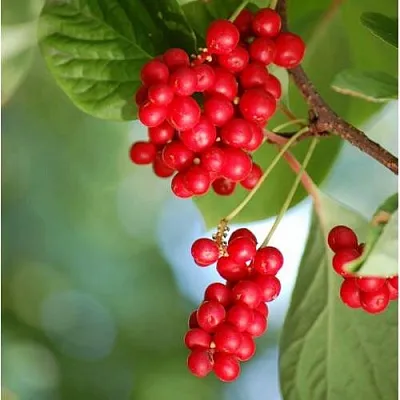 Лимонник ДЕБЮТ китайский в Видном