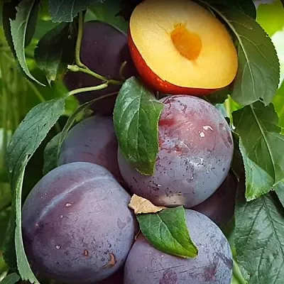 НЕКТАПРИУМ  НЕКТАПРИУМ в Видном