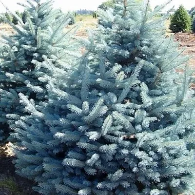 Ель ГЛАУКА колючая в Видном