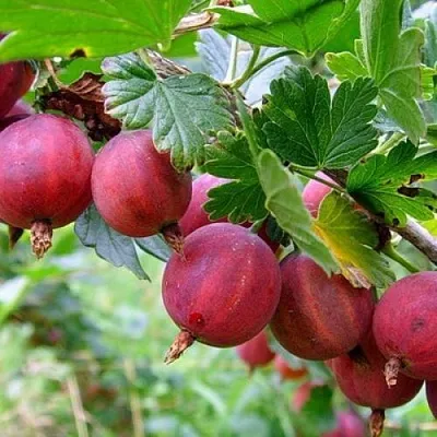 Крыжовник КРАСНОСЛАВЯНСКИЙ  Крыжовник КРАСНОСЛАВЯНСКИЙ в Видном