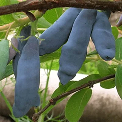 Жимолость съедобная ЛЕНИНГРАДСКИЙ ВЕЛИКАН  Жимолость съедобная ЛЕНИНГРАДСКИЙ ВЕЛИКАН в Видном