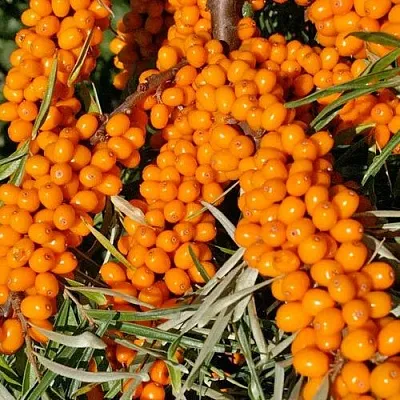 Облепиха ЕЛИЗАВЕТА в Видном