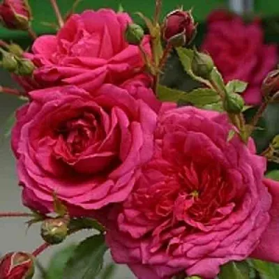 Саженцы роз ЛАГУНА плетистая  Саженцы роз ЛАГУНА плетистая в Видном