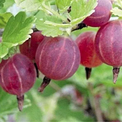 Крыжовник РАВОЛТ  Крыжовник РАВОЛТ в Видном