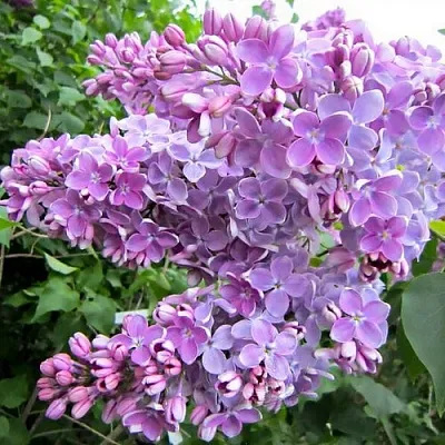 Сирень ОЛЯ в Видном