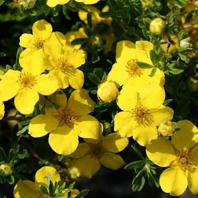 Лапчатка ХАКМАНС ГИГАНТ кустарниковая  Лапчатка ХАКМАНС ГИГАНТ кустарниковая в Видном