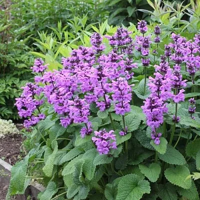 Буквица крупноцветковая  Буквица крупноцветковая в Видном