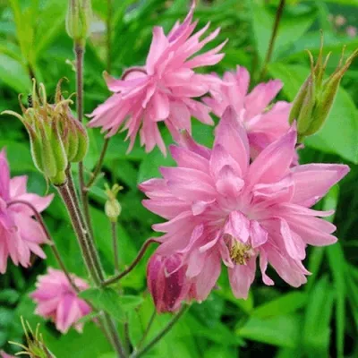 Аквилегия БАРЛОУ ПИНК гибрид МакКаны в Видном