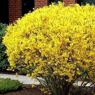 Форзиция ЛИНВУД  Форзиция ЛИНВУД в Видном