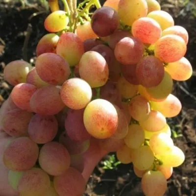 Виноград ТАСОН — описание сорта Виноград ТАСОН в Видном