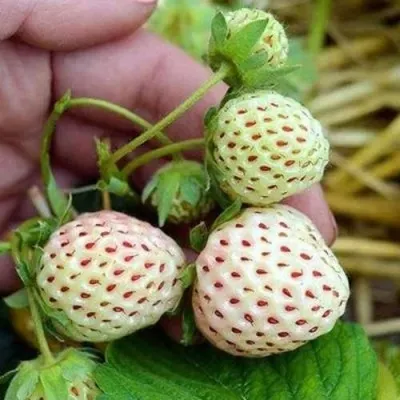 Клубника АНАНАСА ремонтантная — описание сорта Клубника АНАНАСА ремонтантная в Видном