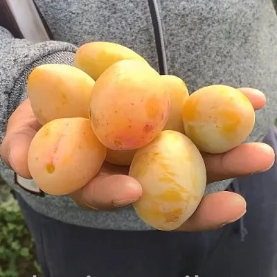 Слива ЯХОНТОВАЯ  Слива ЯХОНТОВАЯ в Видном