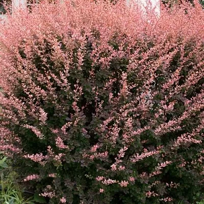 Барбарис РОУЗ ГЛОУ тунберга  Барбарис РОУЗ ГЛОУ тунберга в Видном