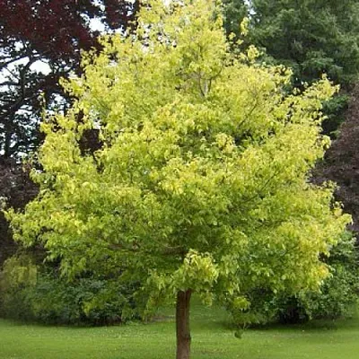 Клен ясенелистный в Видном