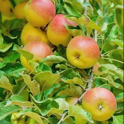 Яблоня ПАМЯТЬ БЛЫНСКОГО колонновидная в Видном