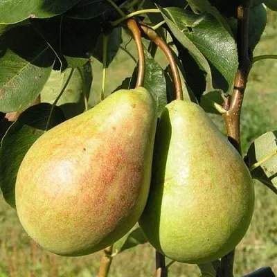 Груша ДУХМЯНАЯ  Груша ДУХМЯНАЯ в Видном