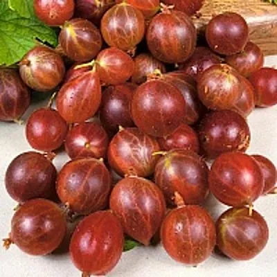 Крыжовник ОЛАВИ (ХИННОНМАЕН ПУНАЙНЕН)  Крыжовник ОЛАВИ (ХИННОНМАЕН ПУНАЙНЕН) в Видном