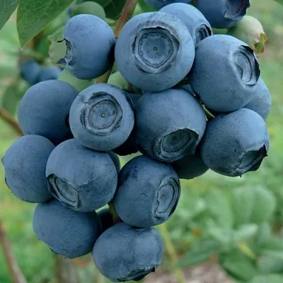 Голубика РУБЕЛ  Голубика РУБЕЛ в Видном